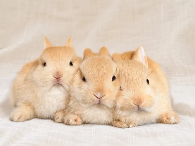 Mini Coelhos / Coelhos Anão Netherland