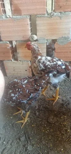 FRANGOS GSB (GALINHA SERTANEJA BALÃO) 