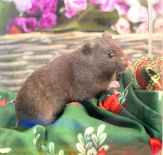 Hamster anão russo e hamster sírio promoção - com veterinário responsável 
