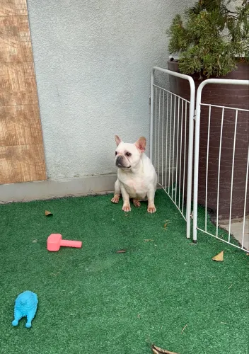 Bulldog Francês Fêmea Castrada