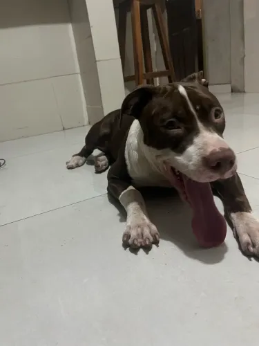 Vendo Pitbull fêmea.  