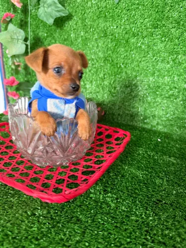 Filhote de Pinscher macho