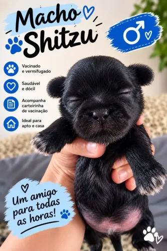 Shitzu macho