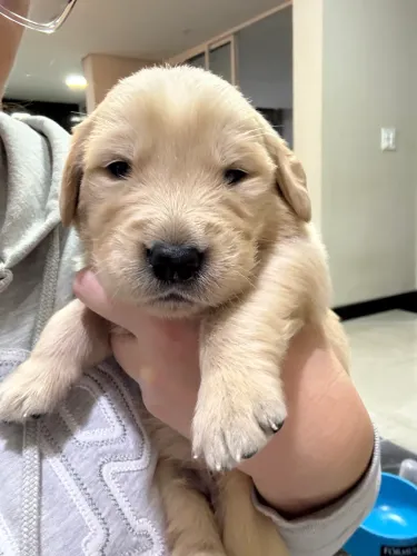 Filhotes de Golden Retriever 