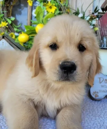 Golden Retriever Filhotes Verdadeiros Sonhos.