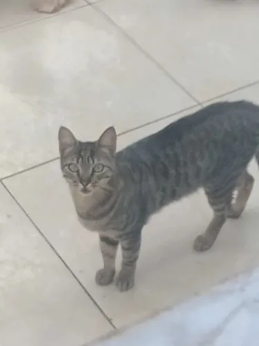Doação de uma linda gatinha