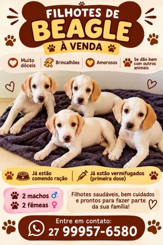 Filhotes de Beagle Harrier á venda