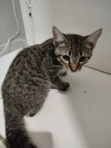 Adoção filhote de gato