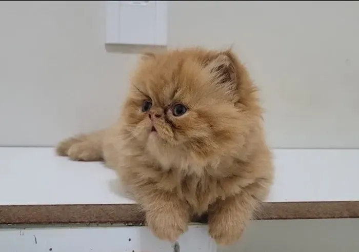 Gato persa macho