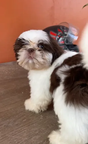 Fêmea miniatura de shih tzu 
