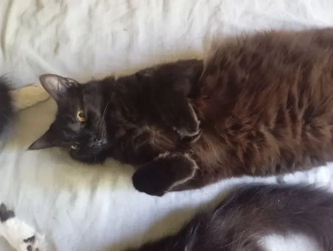 Gato para adoção