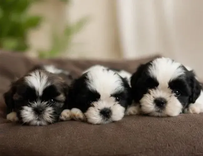 Filhotes de Shih Tzu disponíveis fêmeas