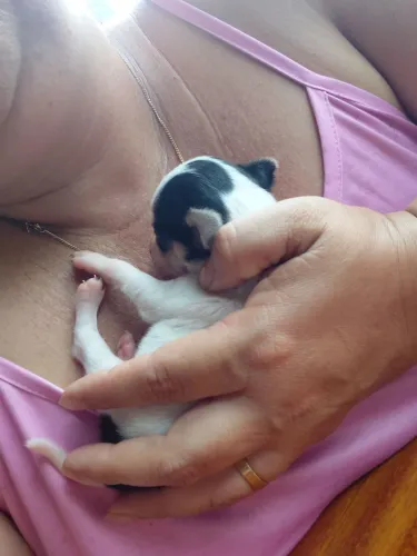 Vendo filhote de pincher 
