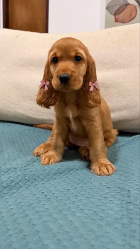 FILHOTE COCKER SPANIEL FÊMEA DISPONÍVEL