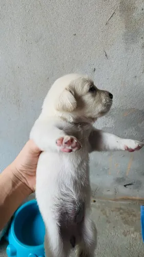 vendo cachorro de porte pequeno fêmea 