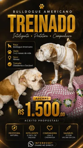buldogue-americano 9 meses de vida Fêmea Puro Sangue