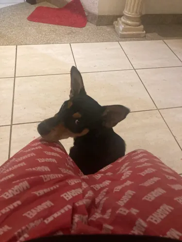 Cachorros pra doação
