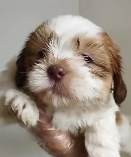 Shih tzu muito carinhoso
