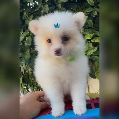 Macho Lulu da Pomerania
