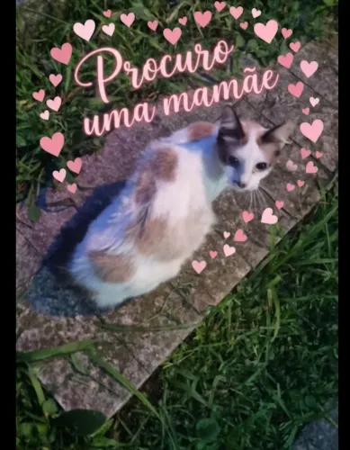Gatinhos Procuram Mamães 