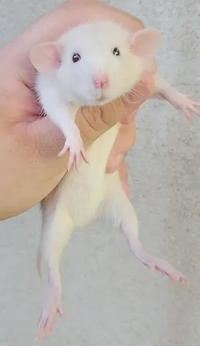 Vende-se filhotes de rato twister PADRÃO PET