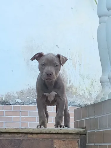 American American Bully