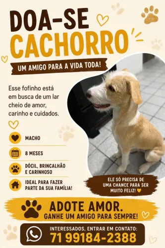 Doação de cachorro 