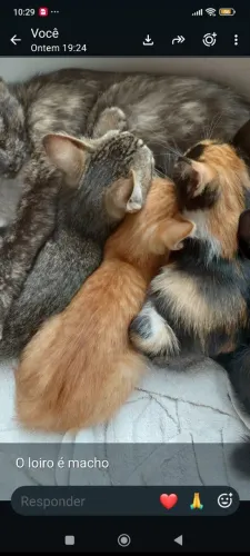 Gatinhos para adoção responsável