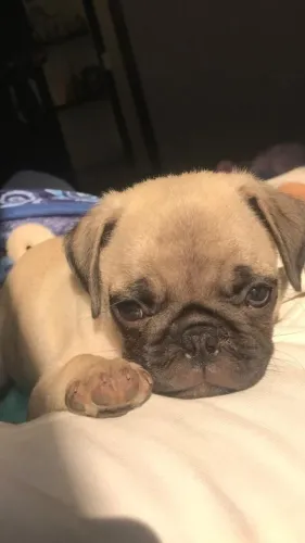Pug Cachorrinho que merece ser considerado