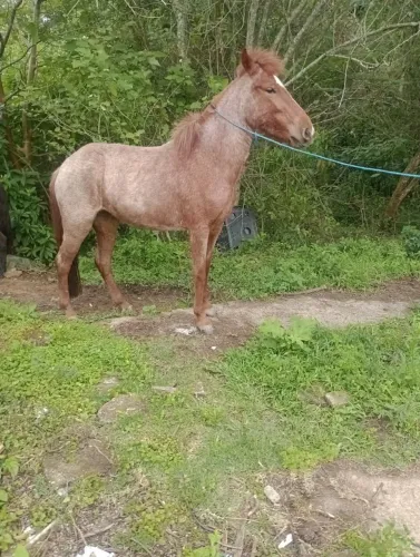 Potrinha