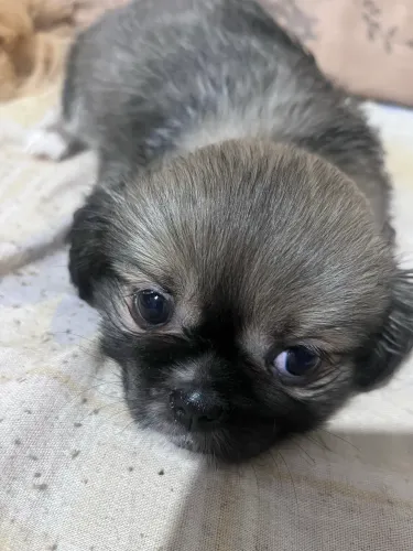 Shih tzu fêmea