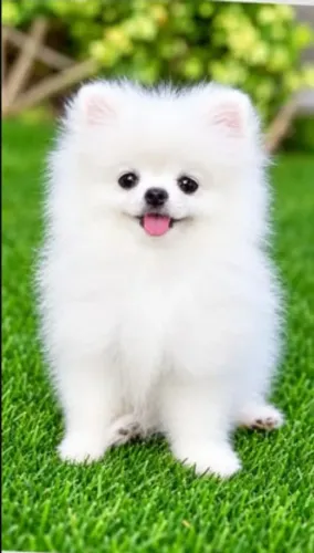 Cachorro