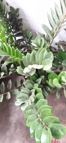 Muda Zamioculca vaso e planta