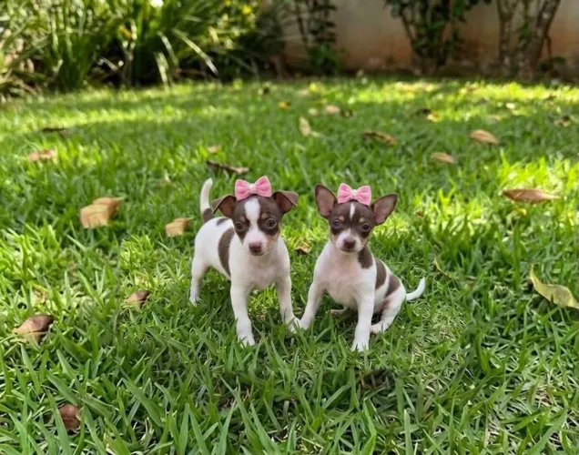 Promoção Pinscher zerinhos
