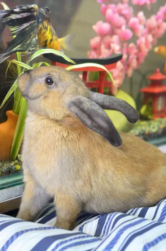 Coelha caramelo (fêmea) com veterinário responsável 