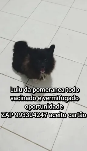 Amiguinho lulu da pomeranea pequeno porte todo vacinado e vermífugado l