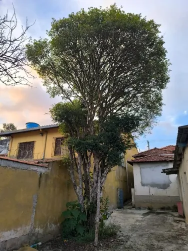Jabuticabeira Adulta Produzindo - Somente Retirada No Local