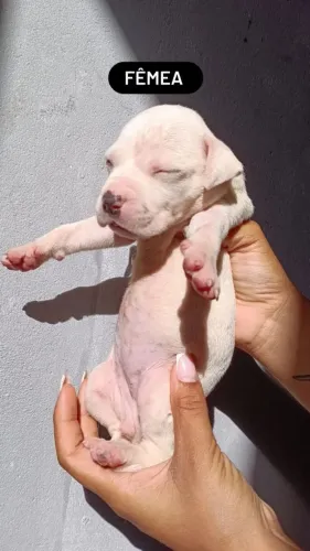 Vendo Pitbull fêmea 