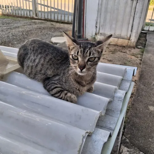 Gatinha para Adoção