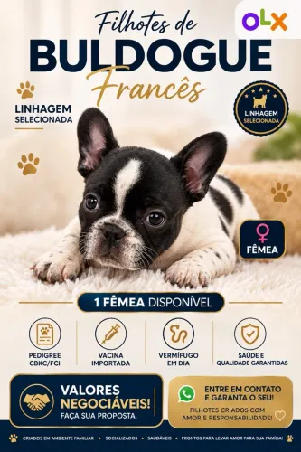 Filhote de Buldogue Francês (fêmea)