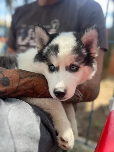 Husky siberiano 