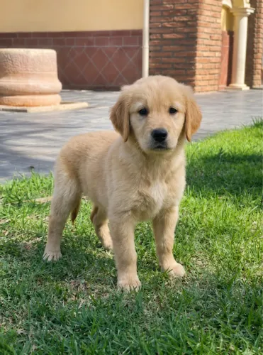 cachorro