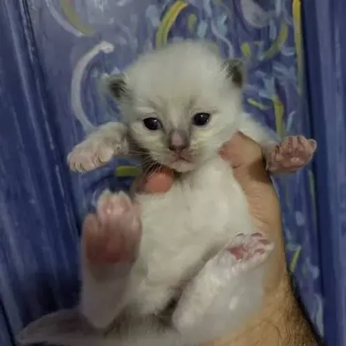 Filhotes de gato raça RAGDOLL - DOAÇÃO RESPONSÁVEL