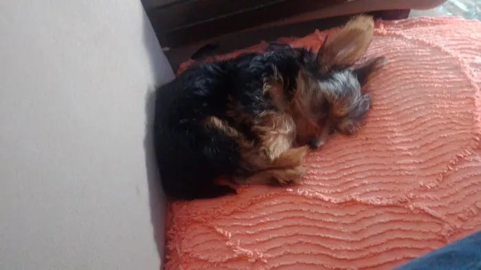 Cachorro 