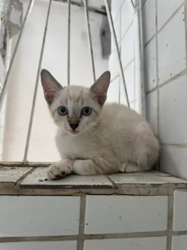 Gatinha filhote para doação urgente 