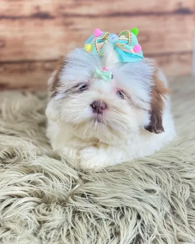 SHIHTZU ursinhos