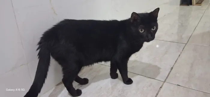 Gatos para doação