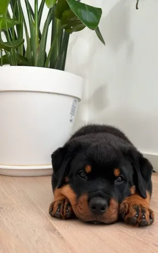 Rottweiler Cabeça de Touro Lindos Filhotes com Pedigree