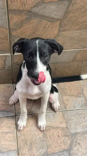 Cachorrinha para adoção