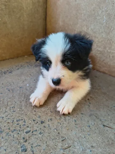 MACHOS BORDER COLLIE